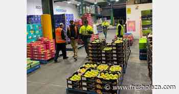 Australian Kensington Pride mangoes out of Darwin have landed at the Sydney wholesale markets - FreshPlaza.com