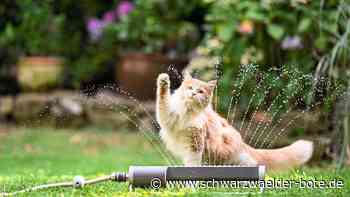 Tipps vom Tierschutz Calw: So schützt man Haustiere bei Hitze am besten