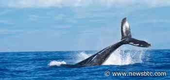 Cardano Whales Hoard During Plunge?, What Could Save ADA From Further Losses - NewsBTC