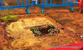 A Corsico la rete di cittadini Nessun Dorma annaffia le piante della città - Giornale dei Navigli