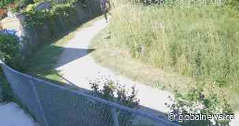 Police release images of suspect alleged to have dragged woman off Hamilton Mountain trail - Global News