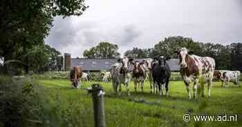 Limburg teleurgesteld in minister om stikstofgeld: 'Wij hebben de grootste opgave' - AD.nl