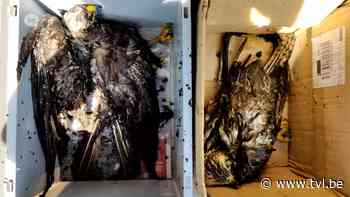 Buizerds getroffen door hitte in Boorsem - TV Limburg