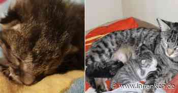 Tierheim Coburg findet Ersatzmama für verwaistes Katzenbaby: Bewegendes Video zeigt erste Begegnung
