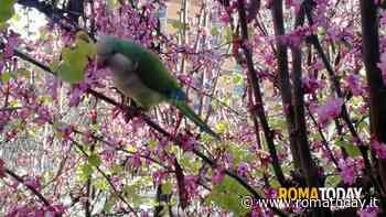 Lettori - L'immagine della decadenza di Roma
