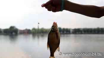 „Fische töten“ im Ferienprogramm: Wie reagiert die Gemeinde Bad Feilnbach auf die PETA-Kritik?