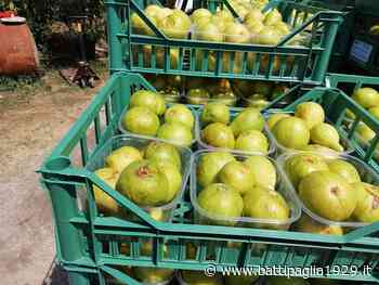 Agropoli. “Tutela e valorizzazione del fico bianco”, domani dibattito nell'aula consiliare - Battipaglia 1929