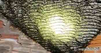 Aanvraag wespenverdelging via website | Brakel | hln.be - Het Laatste Nieuws