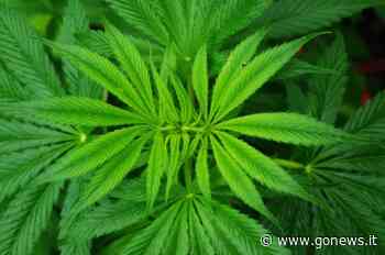 Sorpresi con la marijuana, una denuncia e una segnalazione a Vinci - gonews