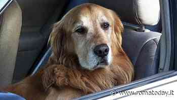 Cosa fare se troviamo un cane chiuso in macchina: si può rompere il finestrino?