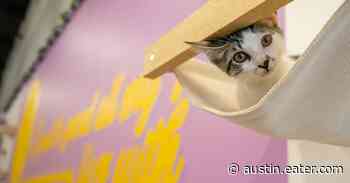 New Cat Cafe Purrfecto Cat Lounge Opens in Austin - Eater Austin
