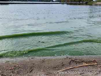 Toxic algae reported at four area lakes - KenoraOnline.com