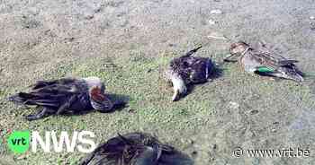 Sterven eenden in Brakel door botulisme? Gemeente waarschuwt voor gevaarlijke bacterie - Vlaamse Radio- en Televisieomroeporganisatie