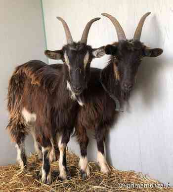 Concorezzo, la collaborazione con Enpa è sempre più proficua - Prima Monza