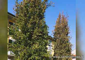 Salvare gli alberi dalla siccità: Saronno chiede la collaborazione dei cittadini - SaronnoNews.it