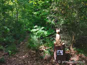 Passeggiata nel bosco alla scoperta del Sentiero delle Streghe - Prima Saronno