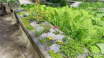 Freundeskreis Grugapark Essen: „Pflanzen werden gestohlen“ - WAZ News
