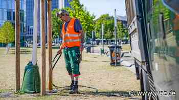Stadt Essen bittet alle Bürger, die Straßenbäume zu wässern - WAZ News