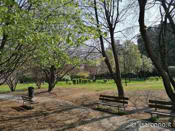 “Salviamo i nostri 9000 alberi dalla siccità”: il Comune di Saronno chiede la collaborazione dei cittadini - ilSaronno