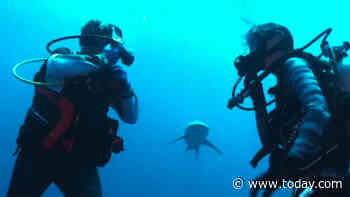 I’ve been swimming with sharks for years. Here’s what I’ve learned