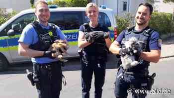 Polizei überglücklich!: 5 Häschen überlebten Wohnungsbrand in Rodgau | Regional - BILD