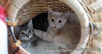 Tierschutzverein in Sorge: Viele kranke Katzen stranden im Aachener Tierheim