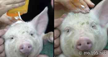 Crema solare ai maialini nel Regno Unito - Lo Zoo di 105