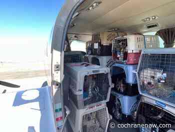 Local rescue concerned with ban on commercial dogs entering Canada - CochraneNow.com