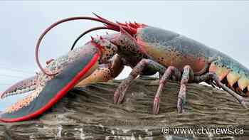 Shediac giant lobster: Keeper on his 'incredible' new job - CTV News