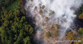 Brand bei Oberbexbach: Grillreste im Wald - Homburg/Bexbach - Rheinpfalz.de