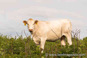 Checking pregnancy status early can help with culling decisions