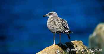 DSPCA issue seagulls warning amid 'high volume' of emergency calls - Dublin Live
