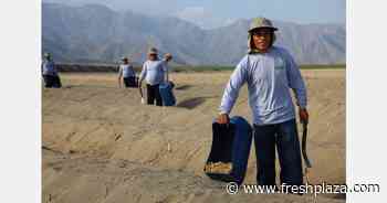 “Peru's asparagus market changed due to very high level of airfreight rates” - FreshPlaza.com