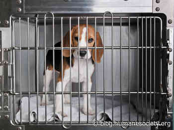 Breaking: Historic transport of approximately 4000 beagles spared from animal testing - The Humane Society of the United States