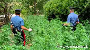 La piantagione di canapa tra le piante di pomodoro