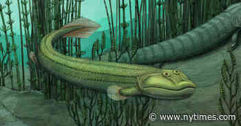 These Fins Were Made for Walking … and Then Swimming