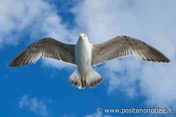 Napoli, gabbiano in picchiata nel bosco di Capodimonte: afferra cagnolino e lo porta via - Positano Notizie