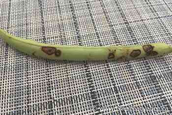 5 common ailments in vegetable gardens and how to treat them - Virden Empire Advance