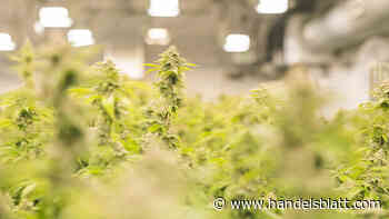 Verbraucherschutz: Cannabis-Investition: Bafin warnt mit ungewöhnlicher Mitteilung vor Juicy Holdings