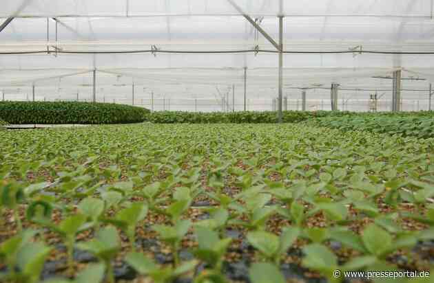 Die Solargewächshäuser in Südeuropa bereiten sich auf die kommende Saison vor: Für Obst und Gemüse in bester Qualität