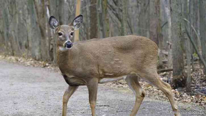 City south of Montreal approves fall hunt to control deer population in park