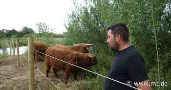 Spezialeinsatz für Hochlandrinder: Ökopolder Neue Fahrt hat Besuch bekommen - Mindener Tageblatt