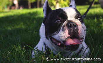 Swift Current SPCA blown away by public's generosity - SwiftCurrentOnline.com