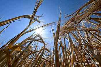 39 Grad: Ist der Hitze-Rekord in Münster geknackt?