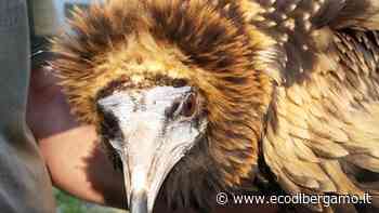 Piccolo avvoltoio in migrazione ucciso a fucilate a Mazara - L'Eco di Bergamo