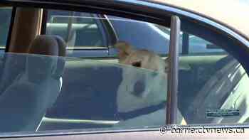 Orillia looks to toughen penalties for leaving pets in a hot car