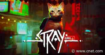 Stray Is the Cat Video Game I Didn't Know I Needed     - CNET