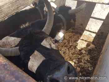 Trois personnes dont un Français meurent encornées lors de lâchers de taureaux en Espagne