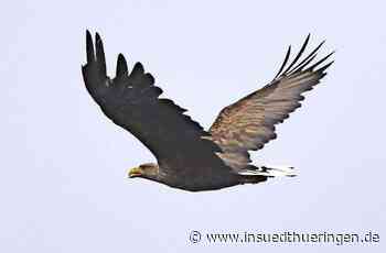Zum ersten Mal - Seeadler in Breitungen zu Gast - inSüdthüringen