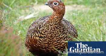Country diary: A late red grouse chick makes a dash for its mother’s wing - The Guardian